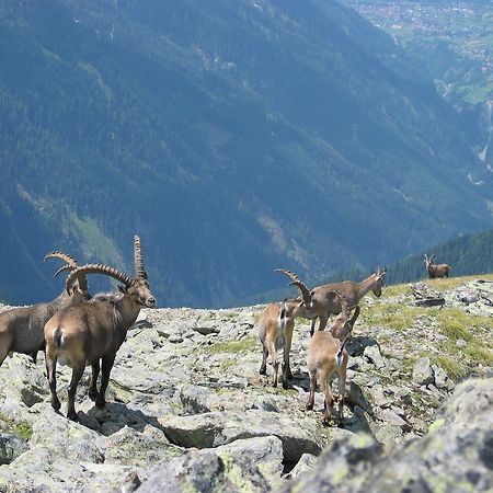 Apart Gletscherblick Kaunertal Bagian luar foto